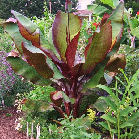Dwarf Red Banana Tree 2 Dwarf Red Banana Tree - Image 2