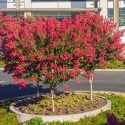 Dynamite Crape Myrtle -Plant Sales Store Dynamite Crape Myrtle single trunk