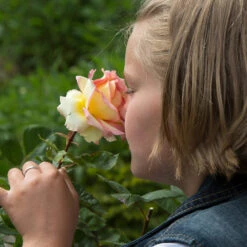 Euphoria® Rose Shrub 7 Euphoria® Rose Shrub -Plant Sales Store EUphoria Rose Tree 1