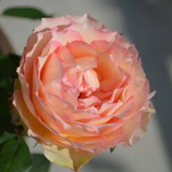 Euphoria® Rose Shrub 8 Euphoria® Rose Shrub -Plant Sales Store EUphoria Rose Tree 2
