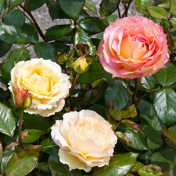 Euphoria® Rose Shrub 1 Euphoria® Rose Shrub