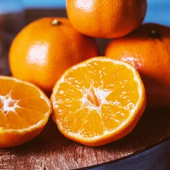 EasyPeel Clementine Tree -Plant Sales Store Easy Peel Clementine 4 FGT