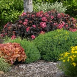 Eclipse® Bigleaf Hydrangea -Plant Sales Store Eclipse Mophead 4