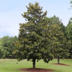 Edith Bogue Magnolia 5 Edith Bogue Magnolia -Plant Sales Store Edith Bogue magnolia 1
