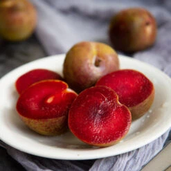 Elephant Heart Plum Tree -Plant Sales Store Elephant Heart Plum 1