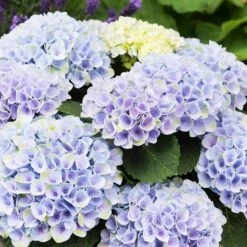 Elizabeth Ashley Hydrangea Shrub -Plant Sales Store Elizabeth Ashley 1