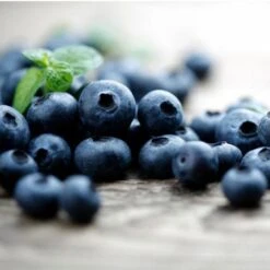 Elliot Blueberry Bush -Plant Sales Store Elliot Blueberry 450 D2