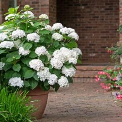 Endless Summer® Blushing Bride Bigleaf Hydrangea Shrub -Plant Sales Store Endless Summer Blushing Bride 3 FGT