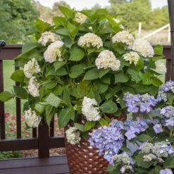Endless Summer® Blushing Bride Bigleaf Hydrangea Shrub -Plant Sales Store Endless Summer Blushing Bride 5