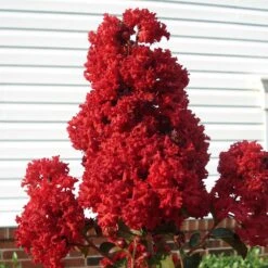 Enduring Summer Crape Myrtle -Plant Sales Store Enduring Summer Crape Myrtle 2