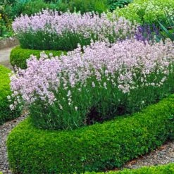 English Boxwood Shrub -Plant Sales Store English Boxwood 4