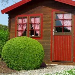 English Boxwood Shrub -Plant Sales Store English Boxwood 6 FGT