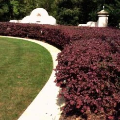 'Ever Red' Loropetalum -Plant Sales Store Ever Red Lorepetalum 3