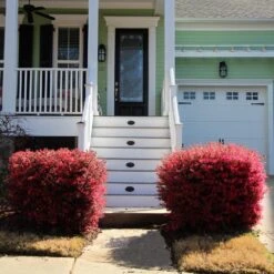 'Ever Red' Loropetalum -Plant Sales Store Ever Red Lorepetalum 4