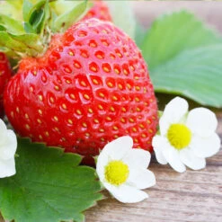 Everbearing Strawberry -Plant Sales Store Everbearing Strawberry 3 FGT