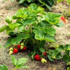Everbearing Strawberry -Plant Sales Store Everbearing Strawberry 5 FGT