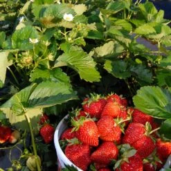 Everbearing Strawberry -Plant Sales Store Everbearing Strawberry 6 BB