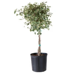 Variegated Ficus Triangularis Tree -Plant Sales Store FIC TRT 34 3 BRD