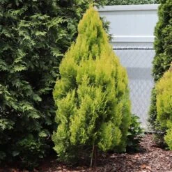 Forever Goldy™ Arborvitae Tree -Plant Sales Store FOrever GOldie 2