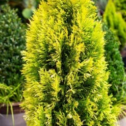 Forever Goldy™ Arborvitae Tree -Plant Sales Store FOrever GOldy 4