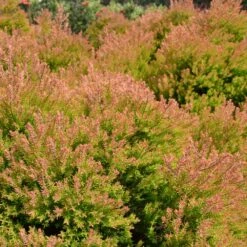 Fire Chief™ Thuja Shrub -Plant Sales Store Fire Chief Arborvitae 4