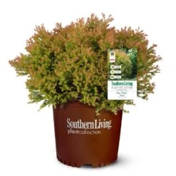 Fire Chief™ Thuja Shrub -Plant Sales Store Fire Chief Arborvitae 5