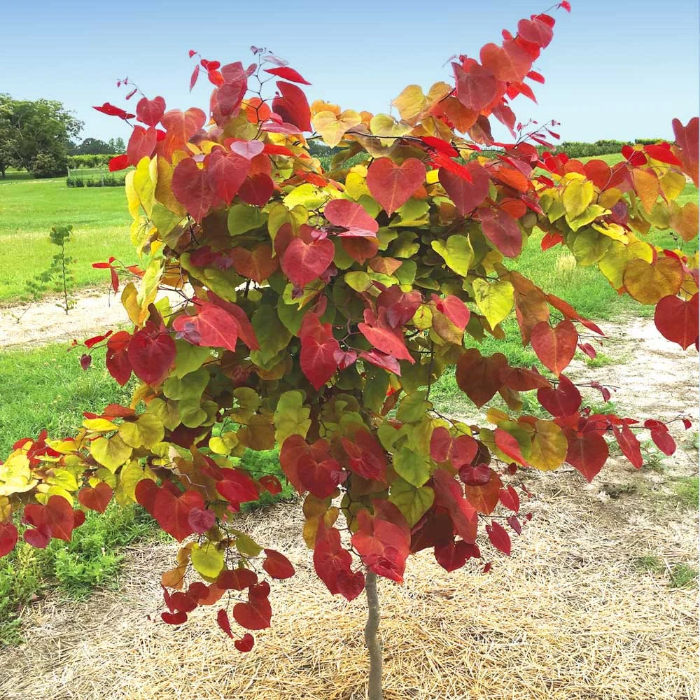 Flame Thrower® Redbud Tree 2 Flame Thrower® Redbud Tree - Image 2