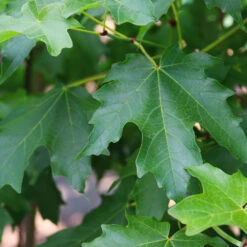 Flashfire® Maple Tree -Plant Sales Store Flashfire Maple 3