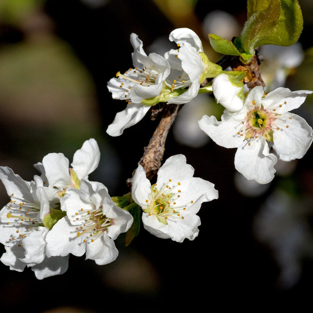 Flavor Queen Pluot® 4 Flavor Queen Pluot® - Image 4