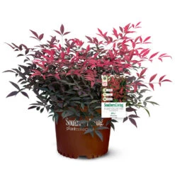 Flirt™ Nandina Shrub -Plant Sales Store Flirt Nandina 5