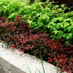 Flirt™ Nandina Shrub -Plant Sales Store Flirt Nandina BB 2