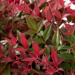 Flirt™ Nandina Shrub -Plant Sales Store Flirt Nandina FGT 6