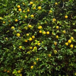 Hardy Orange Tree 'Flying Dragon' 15 Hardy Orange Tree 'Flying Dragon' -Plant Sales Store Flying Dragon Trifoliate orange 2