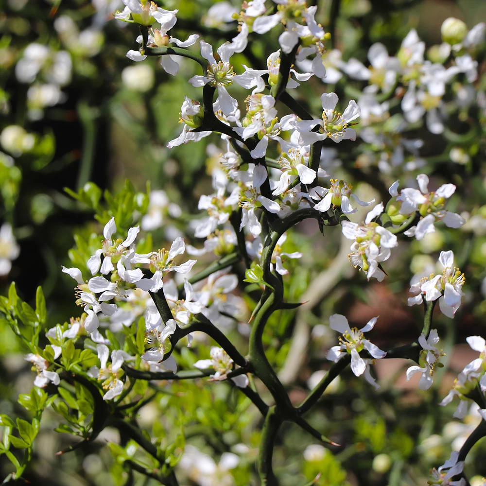 Hardy Orange Tree 'Flying Dragon' 7 Hardy Orange Tree 'Flying Dragon' - Image 7