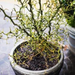 Hardy Orange Tree 'Flying Dragon' 13 Hardy Orange Tree 'Flying Dragon' -Plant Sales Store Flying Dragon Trifoliate orange 7