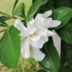 Four Seasons Gardenia Shrub -Plant Sales Store FourSeasons Gardenia 2