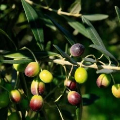 Frantoio Olive Tree -Plant Sales Store Frantoio Olive 2 BB