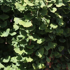 Goldspire™ Ginkgo Tree -Plant Sales Store GOldspire Ginkgo Tree 8