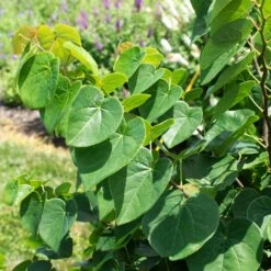 Garden Gems® Emerald Redbud Tree -Plant Sales Store Garden Gems Emerald 1