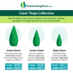 Junior Giant Thuja Tree -Plant Sales Store GiantThujaCollectionGraphic 46da212d 75c4 4b15 9d43 0f7dc11664cd