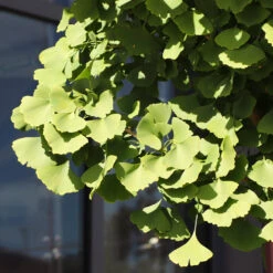 Ginkgo Tree -Plant Sales Store Ginkgo Biloba 5