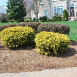 Gold Mop Cypress -Plant Sales Store Gold Mop Cypress 1 FGT