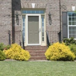 Gold Mop Cypress -Plant Sales Store Gold Mop Cypress 2 FGT