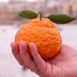 Gold Nugget Mandarin Tree -Plant Sales Store Gold Nugget Manderine Tree 7