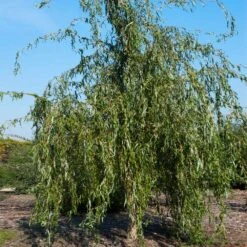 Golden Curls' Corkscrew Willow -Plant Sales Store Golden Curls Willow 1