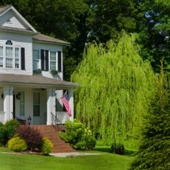 Golden Curls' Corkscrew Willow -Plant Sales Store Golden Curls Willow 4