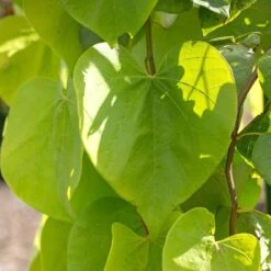 Golden Falls® Redbud Tree 7 Golden Falls® Redbud Tree -Plant Sales Store Golden Falls Redbud 2