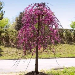 Golden Falls® Redbud Tree 9 Golden Falls® Redbud Tree -Plant Sales Store Golden Falls Redbud 4
