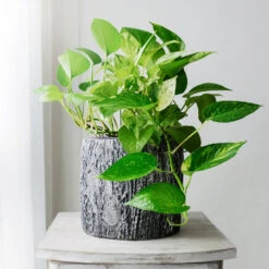 Boho House Plant Kit 10 Boho House Plant Kit -Plant Sales Store Golden Pothos 1 BB