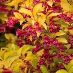 Golden Jackpot® Weigela Shrub -Plant Sales Store Golden jackpot Weigela 2